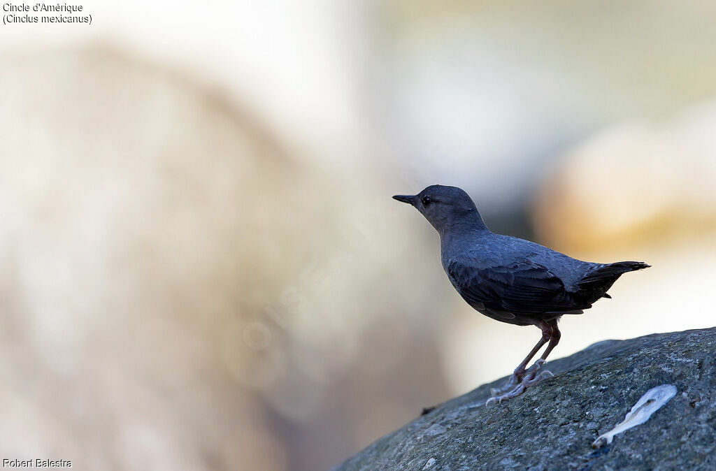 American Dipper