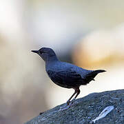 American Dipper