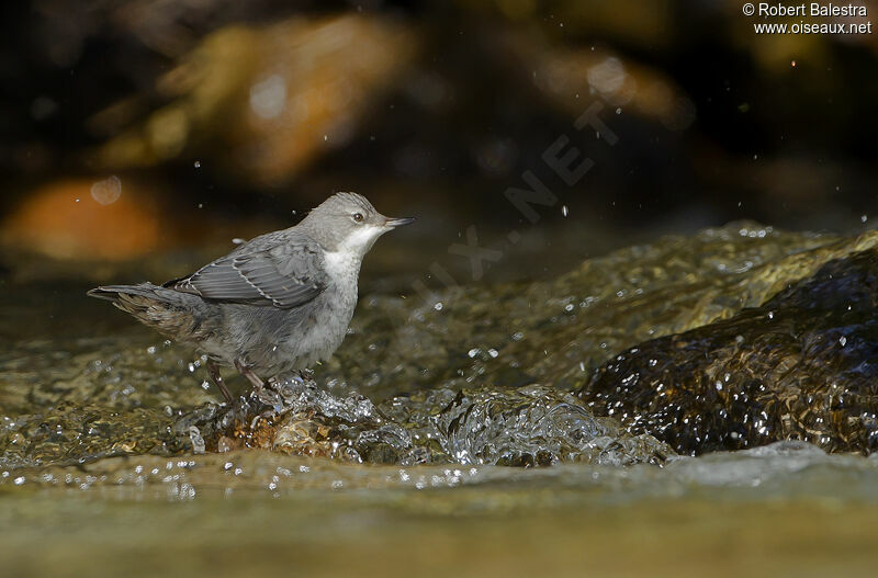 White-throated Dipperjuvenile