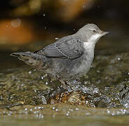 White-throated Dipper