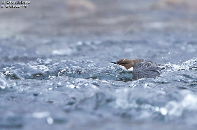 White-throated Dipper