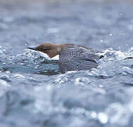 White-throated Dipper