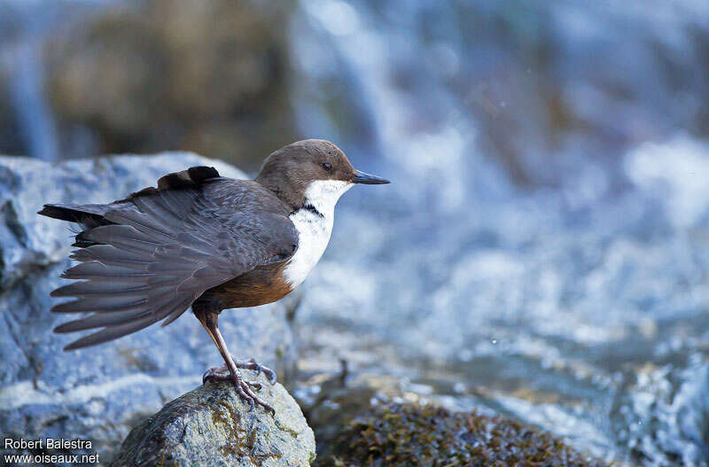 White-throated Dipperadult, care, Behaviour