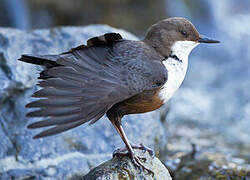 White-throated Dipper