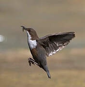 White-throated Dipper