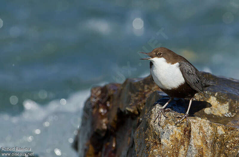 White-throated Dipperadult, song