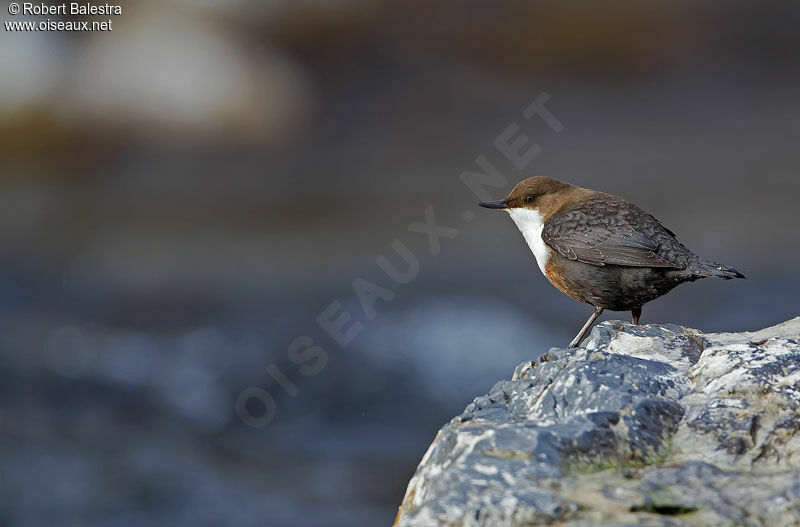 White-throated Dipper