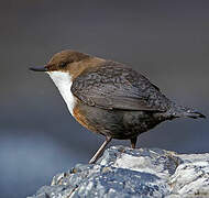 White-throated Dipper