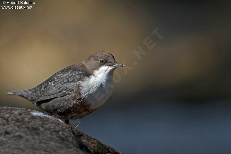 White-throated Dipper