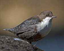 White-throated Dipper