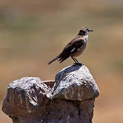 White-winged Cinclodes