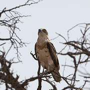 Black-chested Snake Eagle