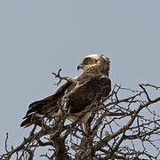 Black-chested Snake Eagle