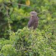 Western Banded Snake Eagle