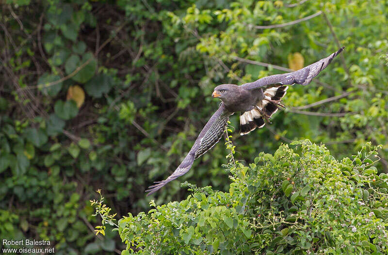 Western Banded Snake Eagleadult, Flight