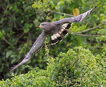 Western Banded Snake Eagle