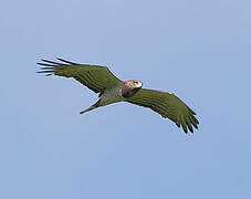 Beaudouin's Snake Eagle