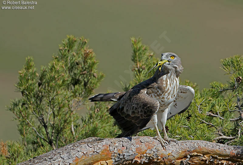 Short-toed Snake Eagle male adult