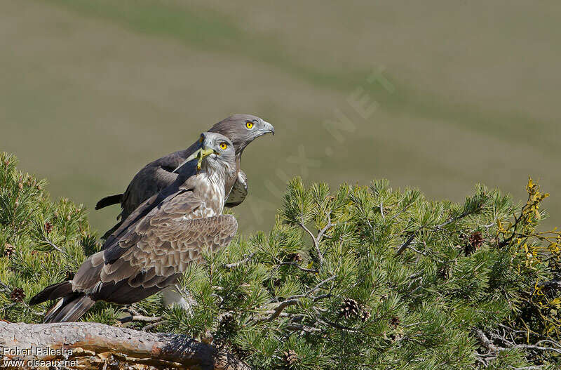 Short-toed Snake Eagleadult breeding, feeding habits, Reproduction-nesting, Behaviour