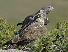 Short-toed Snake Eagle