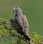 Short-toed Snake Eagle