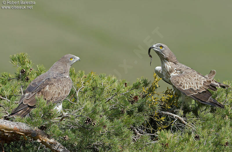 Short-toed Snake Eagle adult