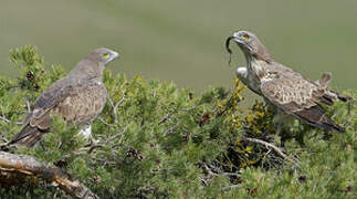 Short-toed Snake Eagle