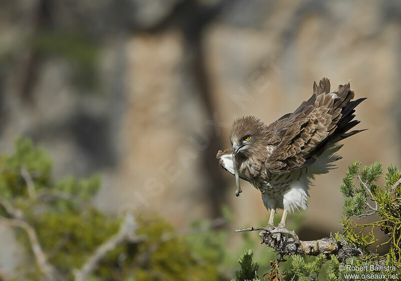 Short-toed Snake Eagle