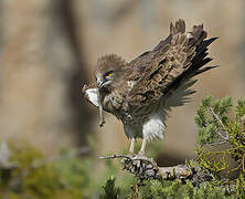 Short-toed Snake Eagle