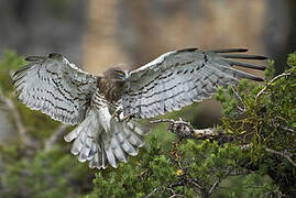 Short-toed Snake Eagle