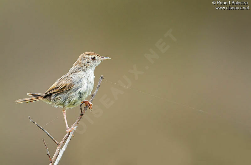 Grey-backed Cisticola