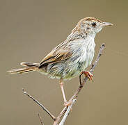 Grey-backed Cisticola