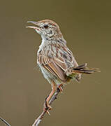 Grey-backed Cisticola