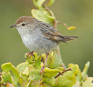 Grey-backed Cisticola