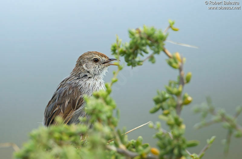 Grey-backed Cisticola