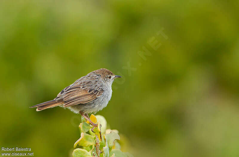 Grey-backed Cisticola, identification