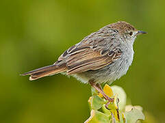 Grey-backed Cisticola