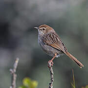 Grey-backed Cisticola