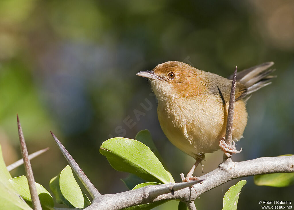 Red-faced Cisticola