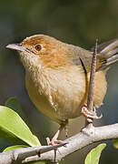 Red-faced Cisticola