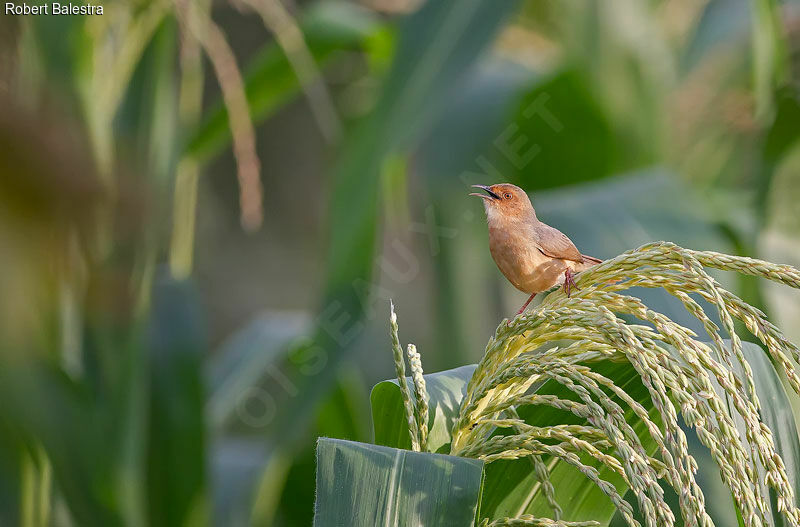 Red-faced Cisticola