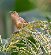 Red-faced Cisticola