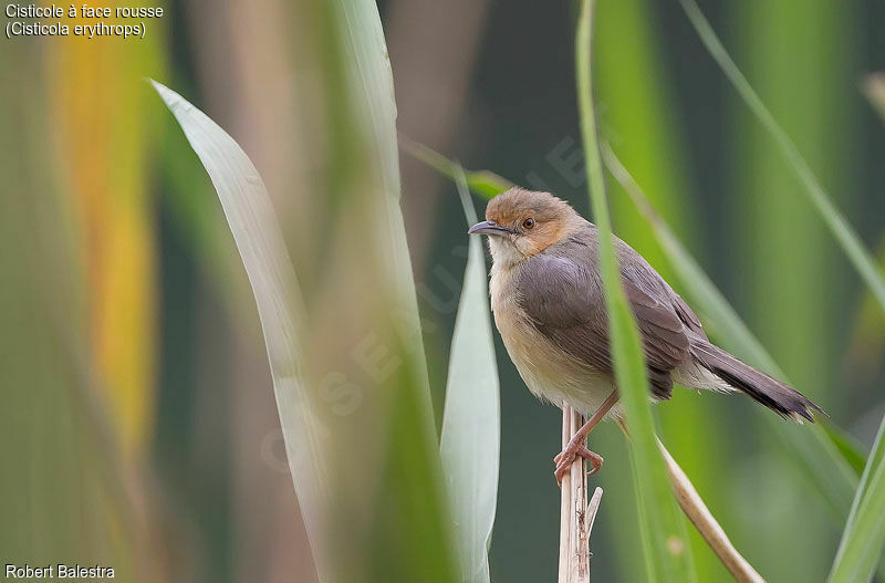 Red-faced Cisticolaadult, identification