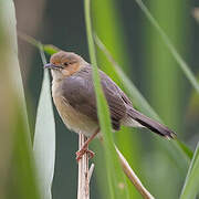 Red-faced Cisticola