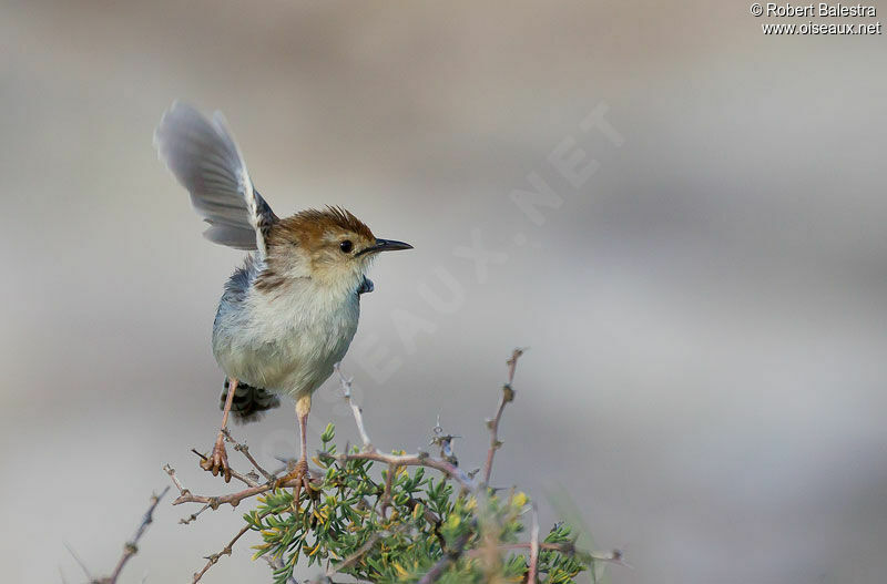 Levaillant's Cisticola