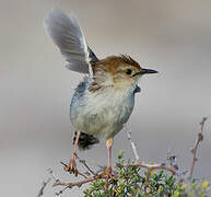 Levaillant's Cisticola