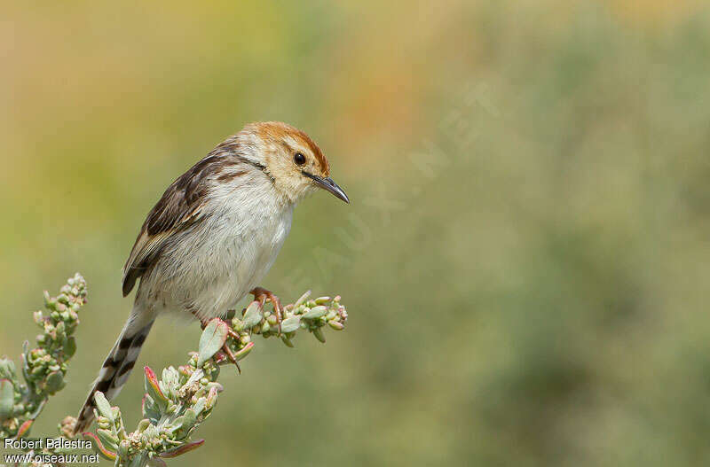 Levaillant's Cisticola, identification