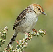 Levaillant's Cisticola