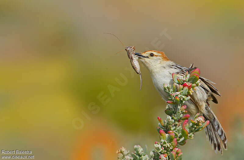 Levaillant's Cisticolaadult, feeding habits