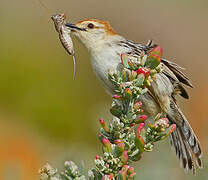 Levaillant's Cisticola